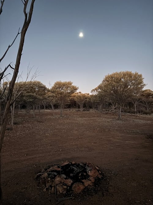 moonlight on the mulga