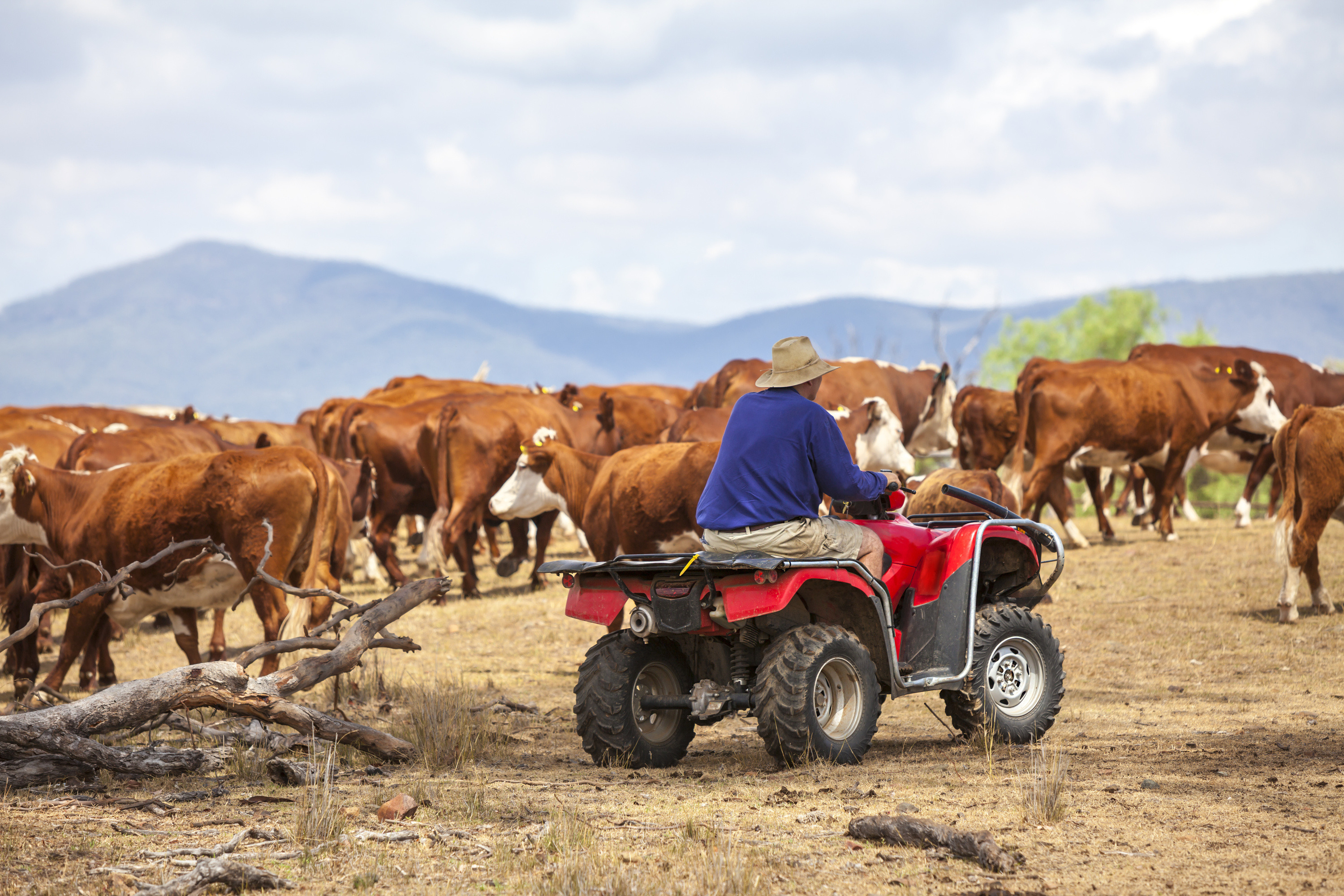 Australian farmer on quad bike with cattle iStock-493477468-1