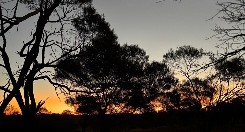 Sunrise through trees