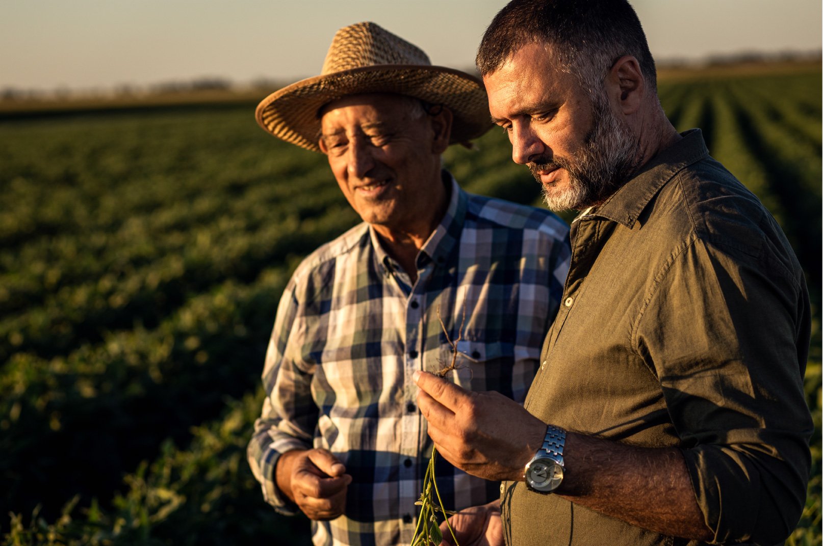 iStock-1440205560_Two-farmers-in-a-field-examining-soy-crop-at-sunset_resized-websize